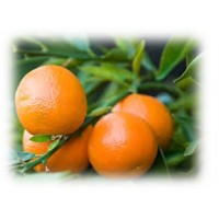 Clementine Petitgrain Essential Oil (Citrus clementina Hort.)