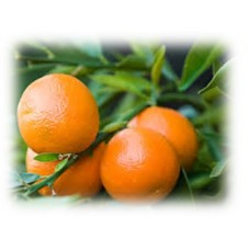 Clementine Petitgrain Essential Oil (Citrus clementina Hort.)