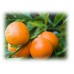 Clementine Petitgrain Essential Oil (Citrus clementina Hort.)