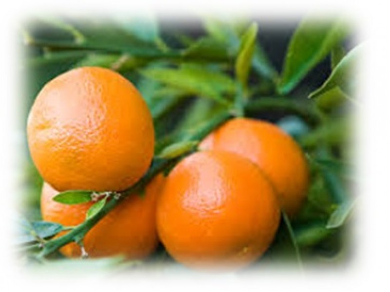 Clementine Petitgrain Essential Oil (Citrus clementina Hort.)