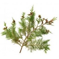 Cypress Essential Oil (Cupressus sempervirens)