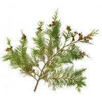 Cypress, Provencal or Italian, Cupressus sempervirens L.