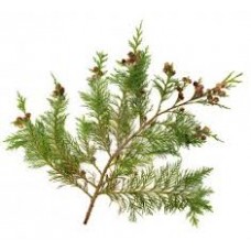 Cypress, Provencal or Italian, Cupressus sempervirens L.