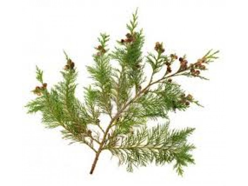 Cypress, Provencal or Italian, Cupressus sempervirens L.