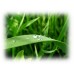 Davana Essential Oil (Artemisia pallens)