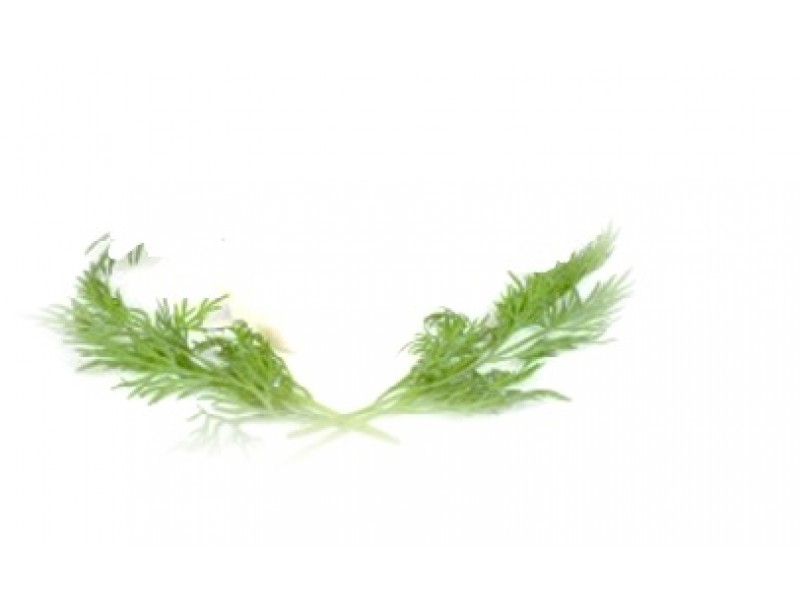 Dill, Anethum graveolens L.