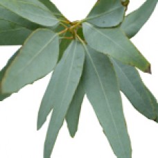 Eucalyptus Staigeriana Essential Oil (Eucalyptus staigeriana)