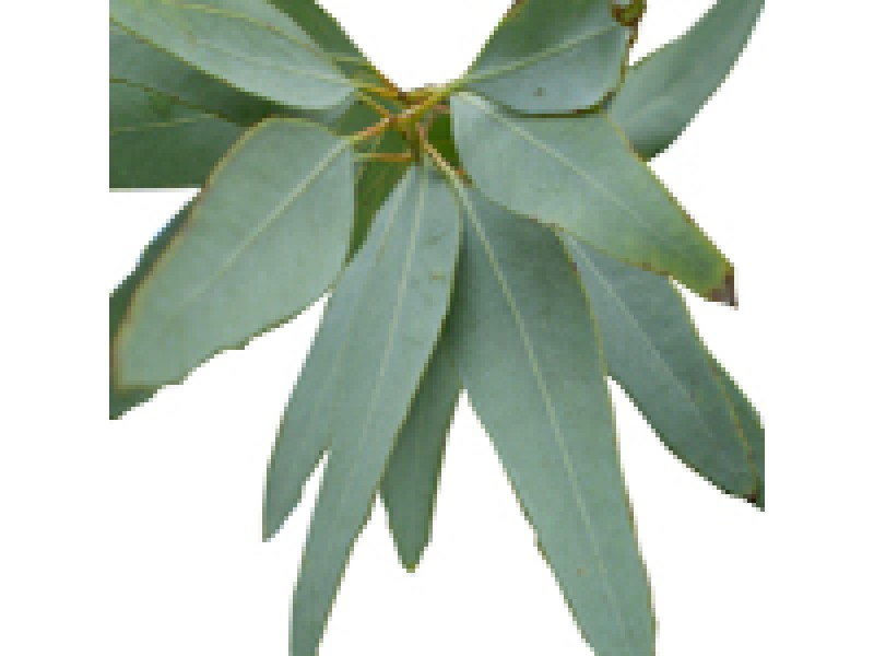 Eucalyptus Staigeriana Essential Oil (Eucalyptus staigeriana)