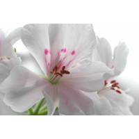 Geranium, Rose Pelargonium x asperum Ehr