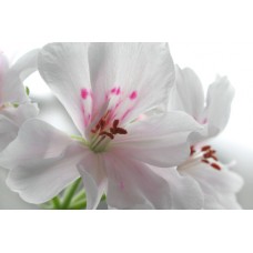 Geranium, Rose Pelargonium x asperum Ehr