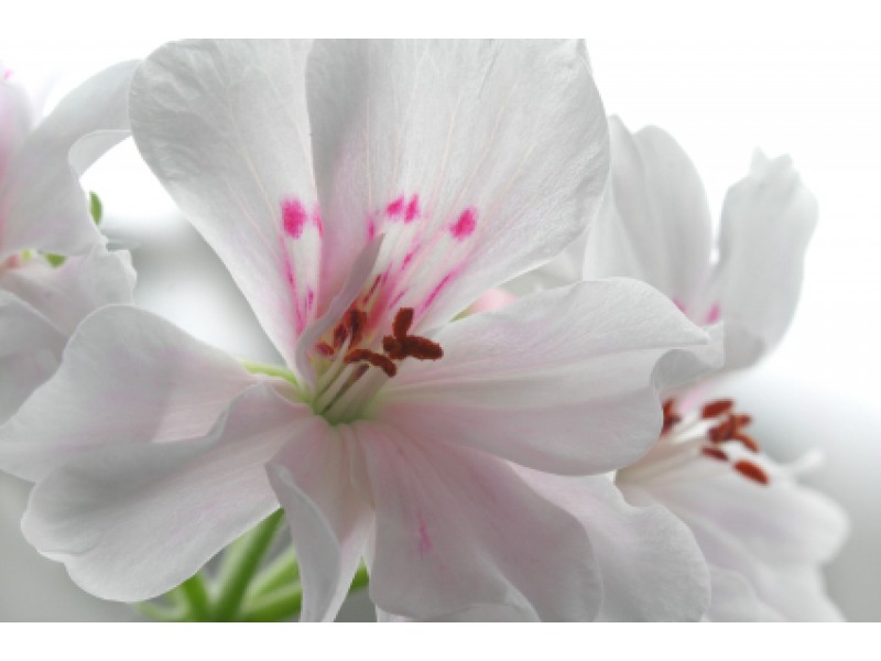 Geranium, Rose Pelargonium x asperum Ehr