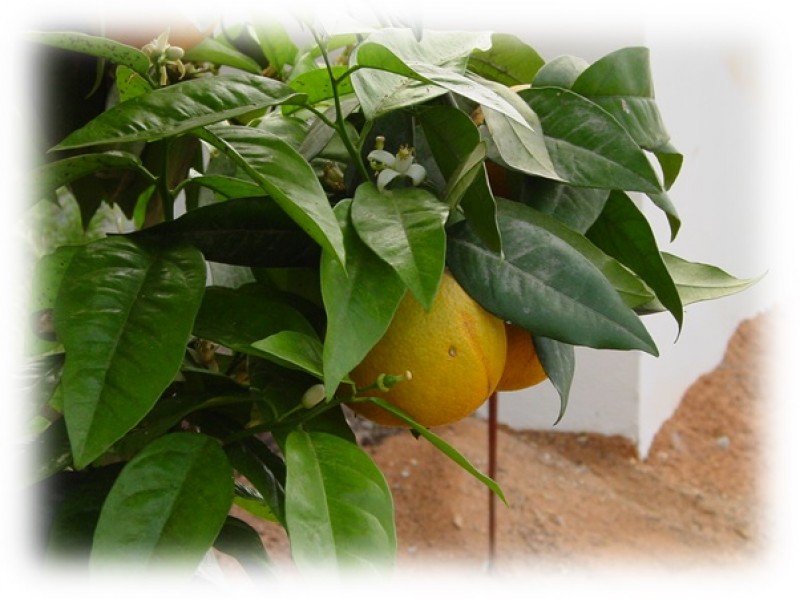 Grapefruit White Essential Oil (Citrus x paradisi)