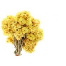 Helichrysum: Everlasting