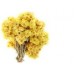 Helichrysum: Everlasting