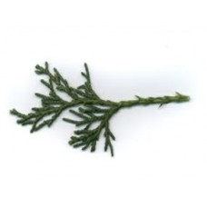 Juniper, Common Juniperus communis L.