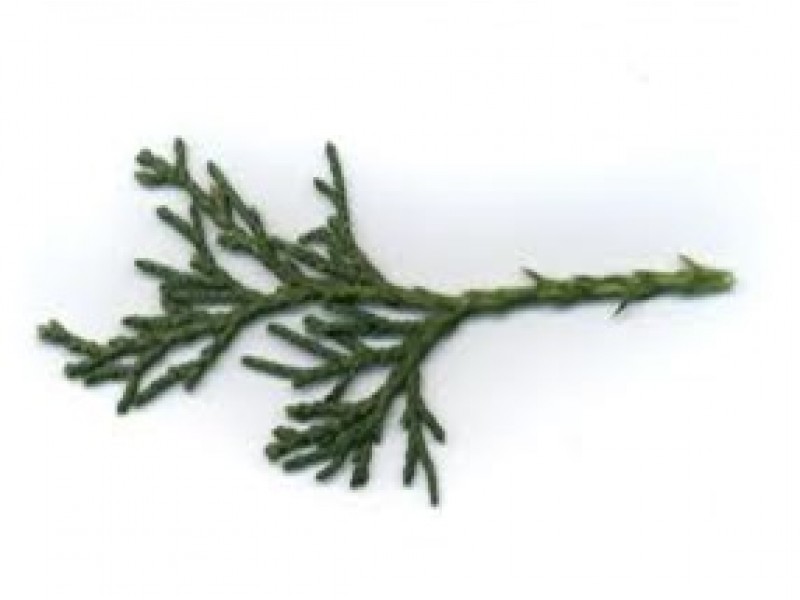 Juniper, Common Juniperus communis L.