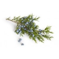 Juniper Berry, Juniperus communis L.