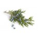 Juniper Berry, Juniperus communis L.