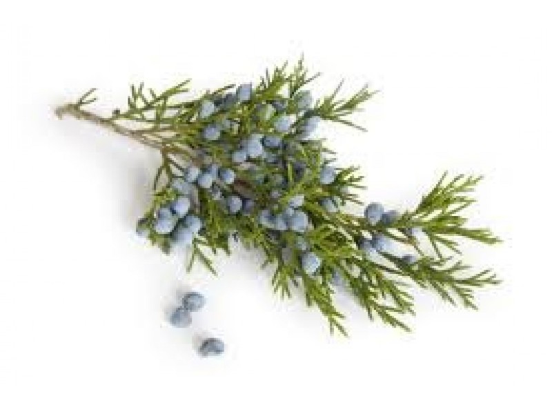 Juniper Berry, Juniperus communis L.