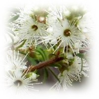 Kunzea Essential Oil (Kunzea ambigua)