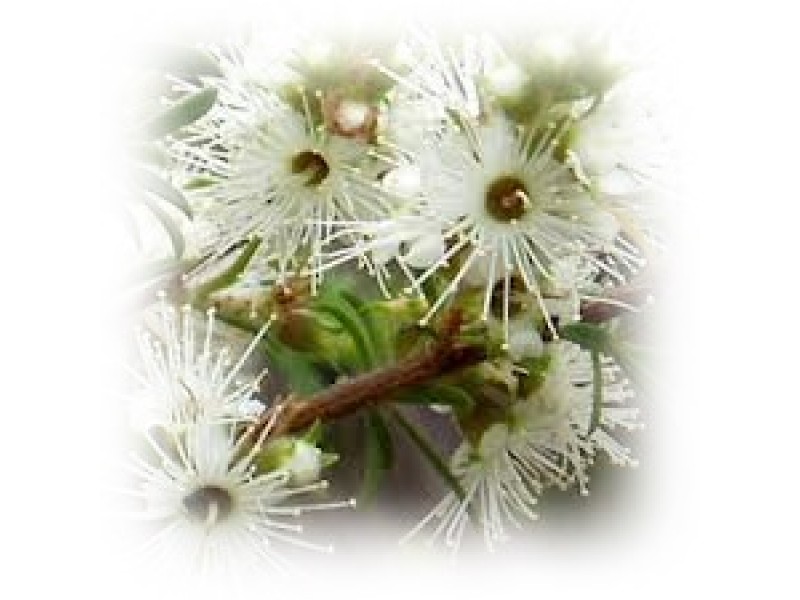 Kunzea Essential Oil (Kunzea ambigua)