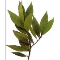 Laurel: Laurus nobilis L.