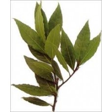 Laurel: Laurus nobilis L.