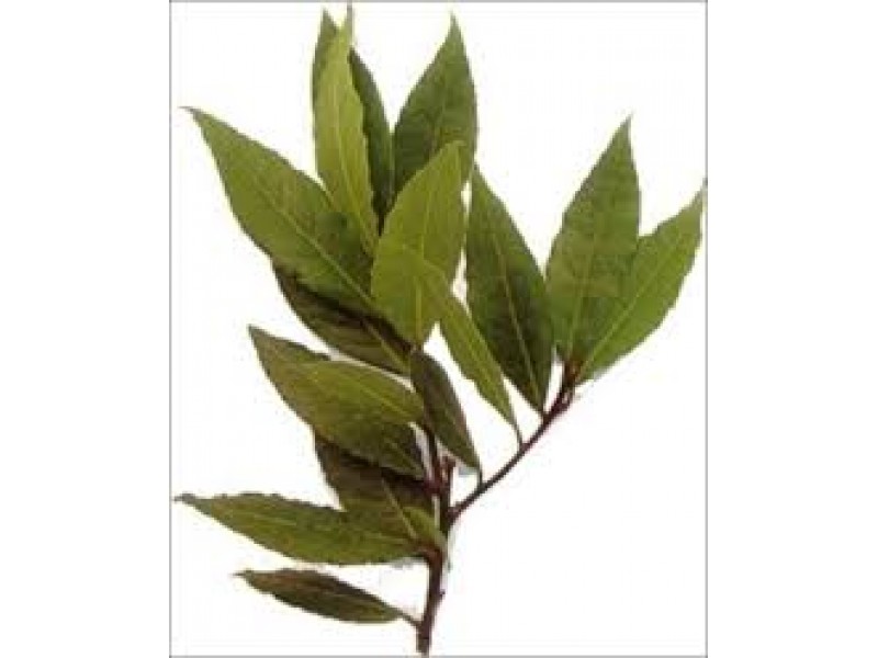 Laurel: Laurus nobilis L.