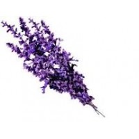Lavender Alpine: Lavandula angustifolia