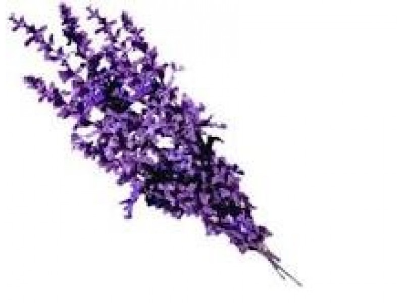 Lavender Alpine: Lavandula angustifolia