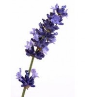 Lavender High Altitude Essential Oil (Lavandula angustifolia)
