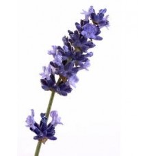 Lavender Essential Oil 10ml