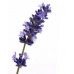 Lavender High Altitude: Lavandula angustifolia