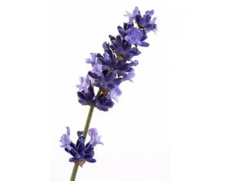 Lavender High Altitude: Lavandula angustifolia