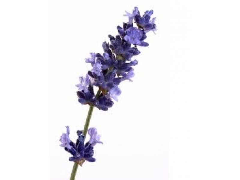 Lavender, High Altitude Bulgarian (Lavandula angustifolia), Organic Es –  Wingsets