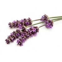 Lavender Maillette Essential Oil (Lavandula officinalis)