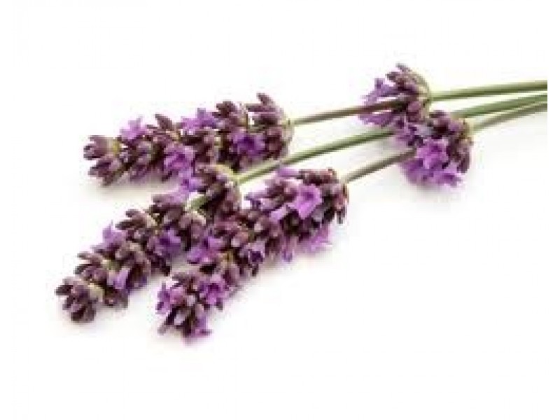 Lavender Maillette Essential Oil (Lavandula officinalis)