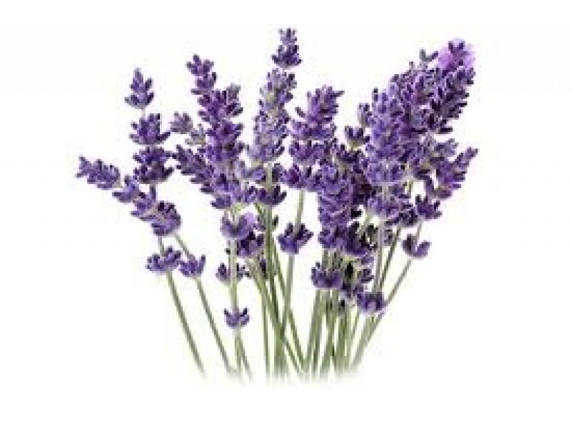 Spike Lavender: Lavandula larifolia Med., L.