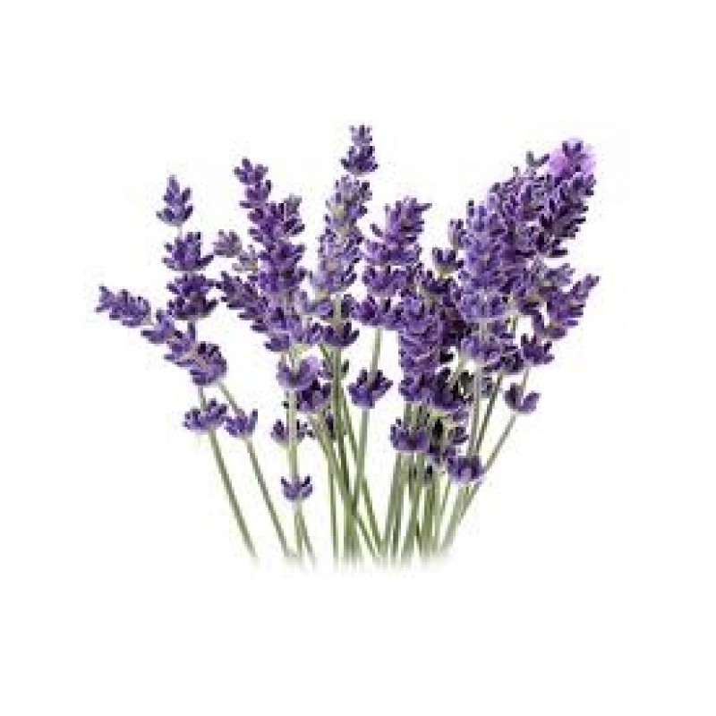Spike Lavender: Lavandula larifolia Med., L.