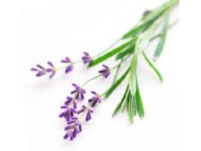 Lavande stoechade, Hydrolat (Lavandula stoechas) - Aroma Centre Option 100ml