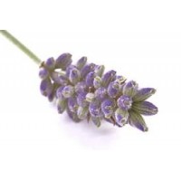 Lavendin Abrial: Lavandula hybrida Briquet