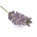 Lavendin Abrial: Lavandula hybrida Briquet