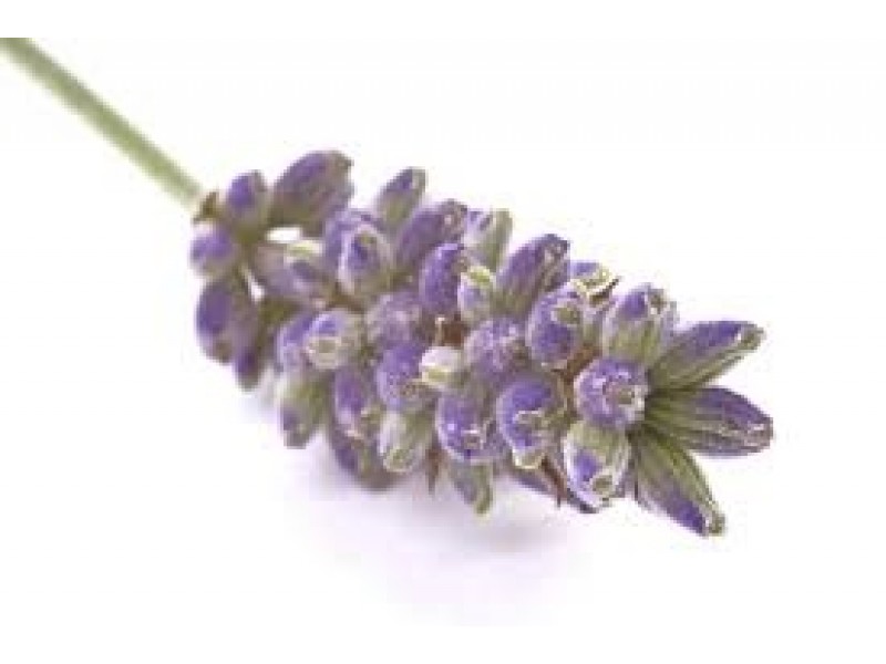 Lavendin Abrial: Lavandula hybrida Briquet