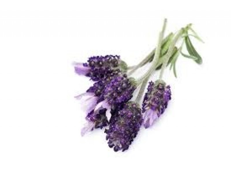 Lavendin Grosso: Lavandula burnati