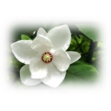Magnolia Flower: Michelia x alba DC