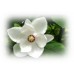 Magnolia Flower: Michelia x alba DC