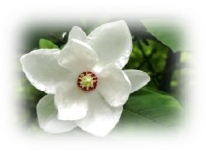 Magnolia Flower: Michelia x alba DC