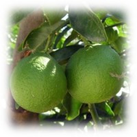 Mandarin Green Essential Oil (Citrus reticulata)