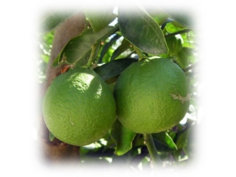 Mandarin Green Essential Oil (Citrus reticulata)