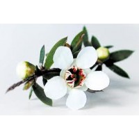 Manuka Essential Oil (Leptospermum scoparium)